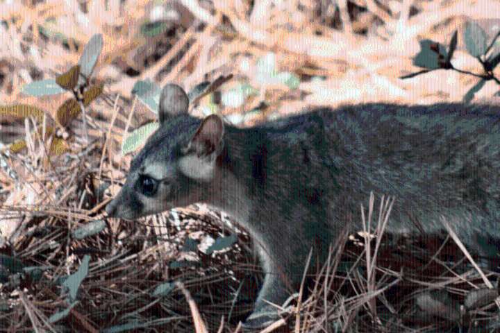 Autoridades liberan fauna silvestre en área natural de Epazoyucan