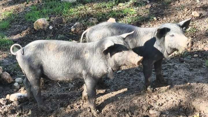 Un informe no descarta que el brote de peste porcina en Cataluña proceda de un laboratorio