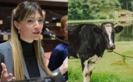 Una diputada propuso un impuesto a los gases de las vacas por su contribución al calentamiento global