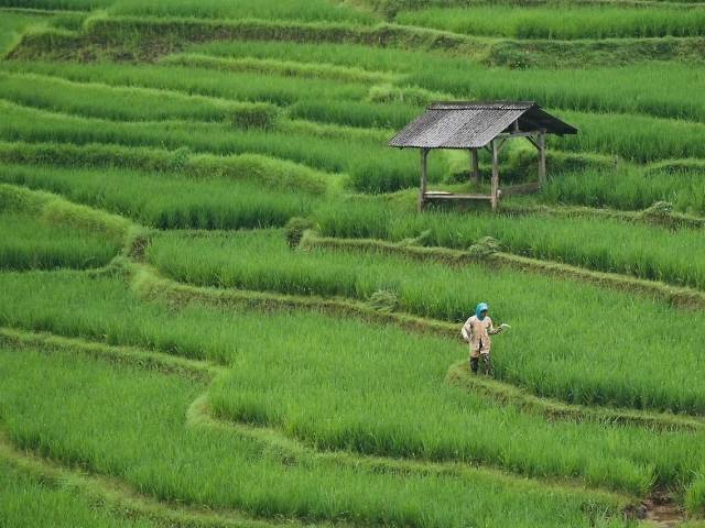 China debuts new AI model for high-standard farmland protection
