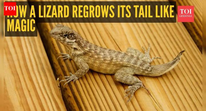 The fascinating science behind lizards shedding their tails and growing them back