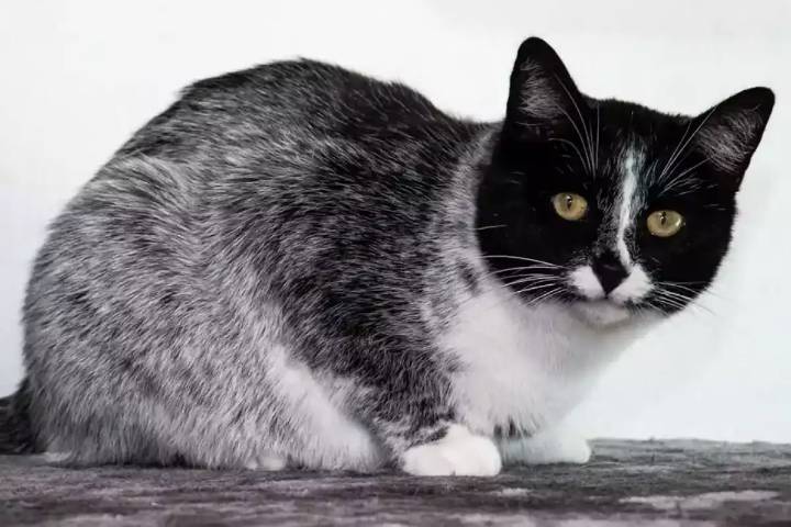 Gatos Salmiak: Este es el nuevo color de pelaje descubierto por científicos