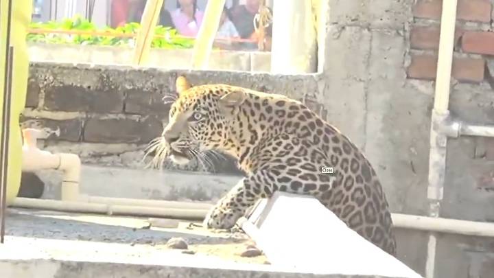 Leopard Enters Residential Area In Nagpur, Injures Seven People