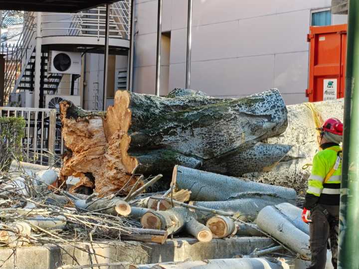 Se tala por completo un gran árbol en un parque de León