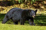 Florida’s bear hunt starts Saturday. What you need to know