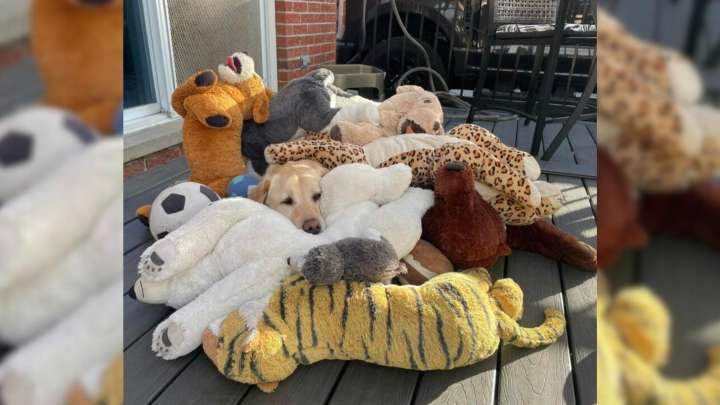 Michigan Dog Mom Comes Home And Finds A Scene Too Funny To Believe