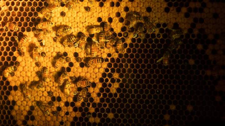 Examining bee behavior in winter