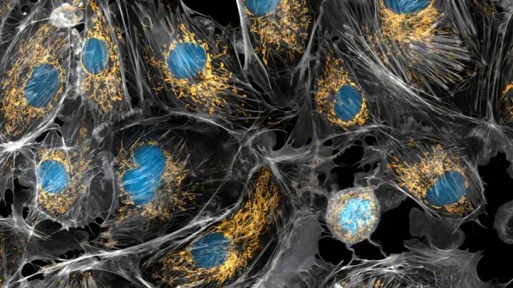 Así funciona el nuevo método que podría regenerar células envejecidas sin fármacos ni modificación genética