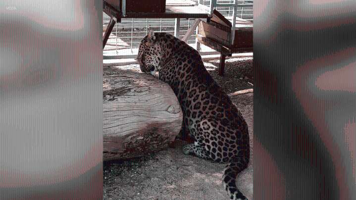 Lions, warthogs, bear seized from Southern California animal sanctuary