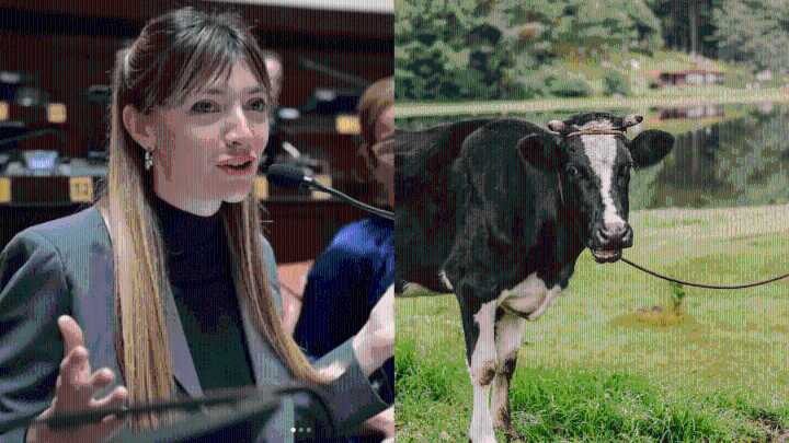 Una diputada quiere cobrar impuesto a los gases de las vacas