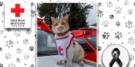 Fallece Cruzberto, gato voluntario de la Cruz Roja en Toluca