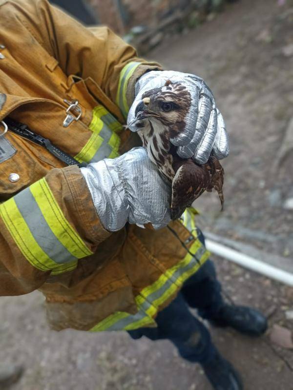 Resguardan Bomberos Estatales a águila lesionada en Jala