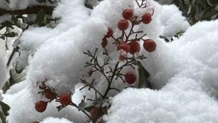 Snowfall totals for Petersburg, Tri-Cities area from Friday storm