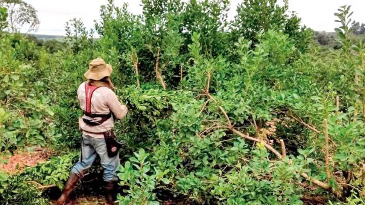 Más de 6.400 tareferos ya tienen acreditado el primer pago de Intercosecha