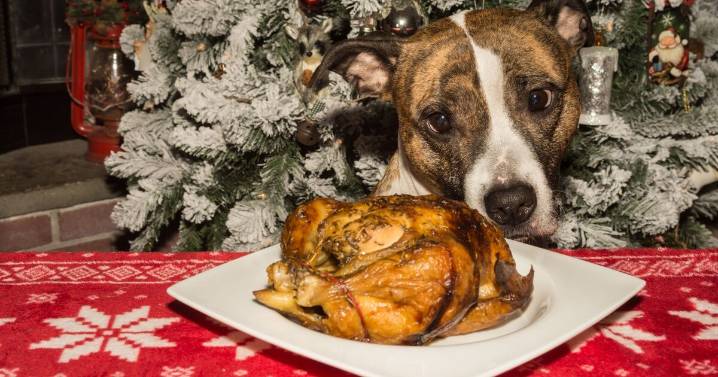 Dog expert shares 8 Christmas foods that are toxic for pups to eat