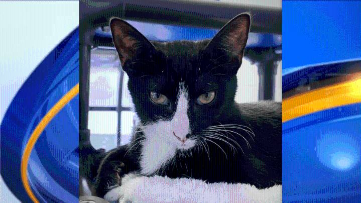 Meet Bunny! News 19's Adoptable Pet of the Week