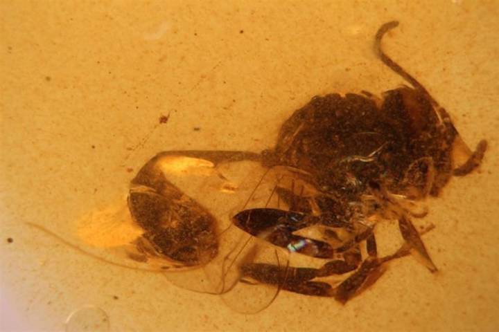 Descubren otra especie de avispa de hace 105 millones de años; está fosilizada en ámbar