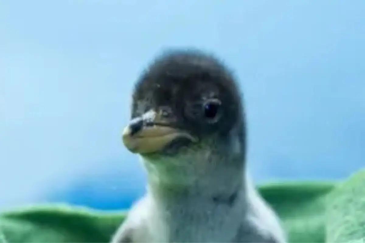 Nacen pingüinos chilangos en vísperas de Navidad