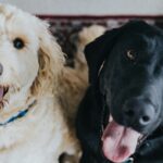 Maricopa County leaders form nonprofit group to support shelter pets