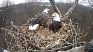 Hanover Eagle Cam is back, just in time for 2026 nesting season