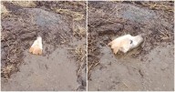 Swamp Mud So Thick Swallowed Up A Dog And She Was Sinking Fast