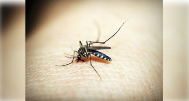 Malaria claimed over 6 lakh lives in 2024, with drug resistance posing serious risk: WHO