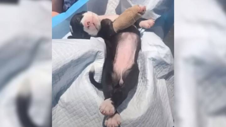 Six Week Old Pup Pulled From A Ditch In Maryland Begins A Journey That Leaves Everyone In Awe