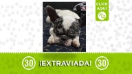 Alana, una hermosa bulldog francés se perdió por San Blas: Su familia la busca