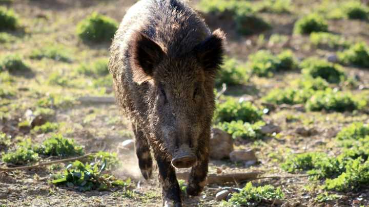 El Gobierno valenciano pagará 40 euros por cada jabalí cazado para reducir la población