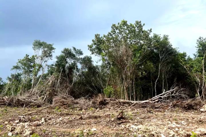En dos años, la Península de Yucatán perdió más de 525 mil hectáreas de selva