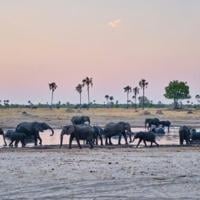 Tech tracking to tackle human-wildlife conflict in Zimbabwe