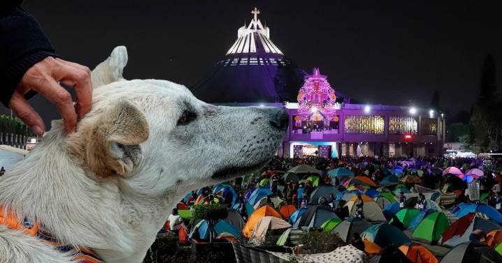 Operativo ‘Perrito Peregrino 2025’: ¿Qué es y cómo puedes ayudar a los ‘lomitos guadalupanos’?