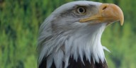 Great Lakes Aquarium mourns the loss of Bogey the Bald Eagle