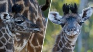 San Diego Zoo welcomes new giraffe calf