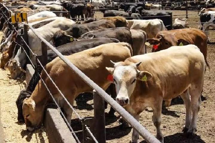 México declara emergencia nacional por gusano barrenador: activan controles sanitarios y sigue cerrada la frontera con EU