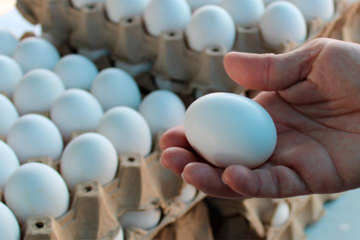 Aumenta cinco lempiras el cartón de huevos
