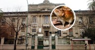 Instituto Malbrán analiza si circula una nueva cepa de hantavirus en Salta