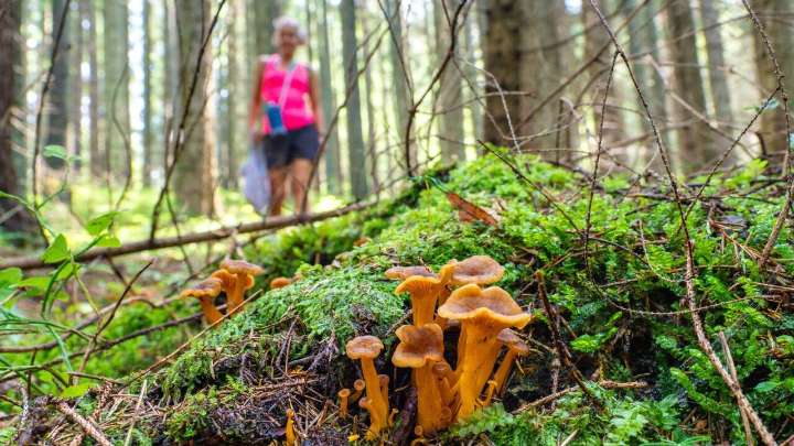 California Discourages Wild Mushroom Foraging After Fatal Outbreak