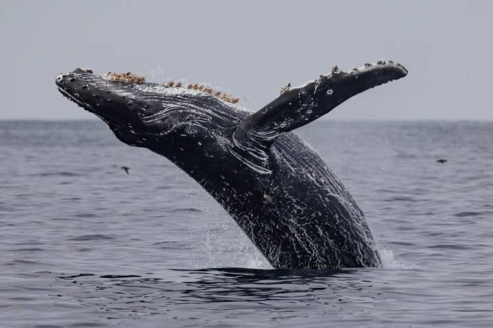 Jumping, close encounter humpbacks thrilling passengers on the sea
