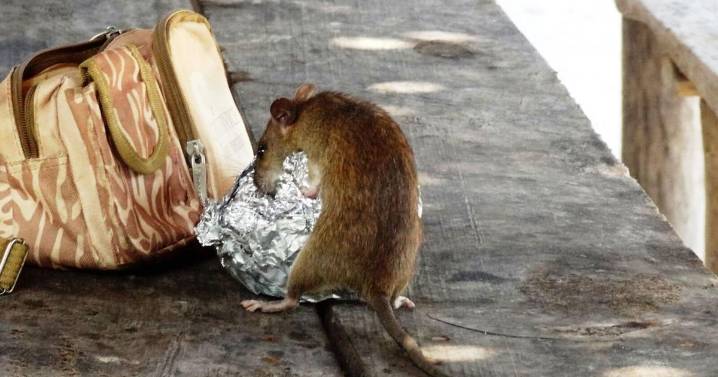 Oh, rats! Lincoln Park Zoo study shows outdoor cats aren’t killing enough rats