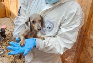 Estaban en condiciones deplorables: Detienen a una mujer en Arica por grave maltrato animal contra 7 perros