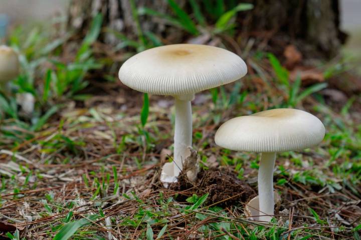 7 People Hospitalized After Consuming Potentially Deadly Mushrooms
