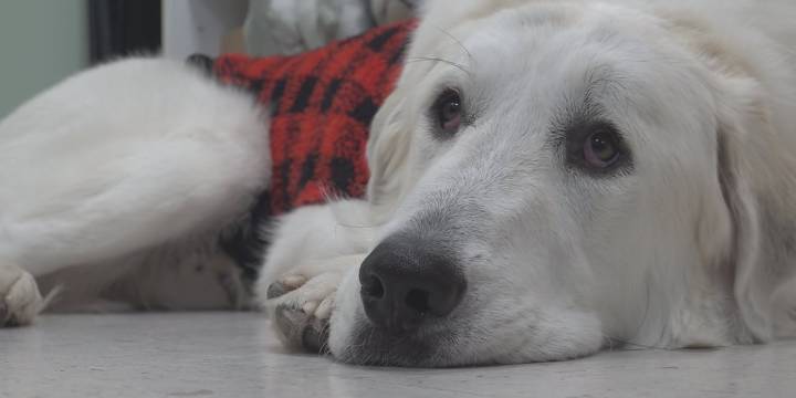 Gifting shelter animals a forever home made easy with Empty the Shelters campaign