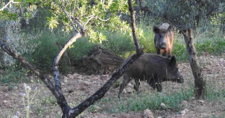 El fuerte aumento de la población de jabalíes en España dispara el riesgo sanitario tras el brote de peste porcina