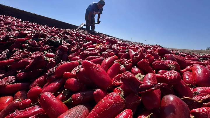Chipotleros de la región sur de Chihuahua aspiran a ser líderes a nivel nacional con corredor productivo