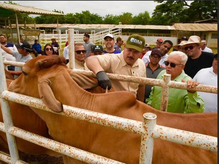 ¡Adiós al riesgo! El Gobierno del Zulia intensifica la lucha contra la fiebre aftosa con una campaña de vacunación masiva