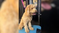 North Carolina Goldendoodle’s Grooming Makeover Leaves Everyone Stunned