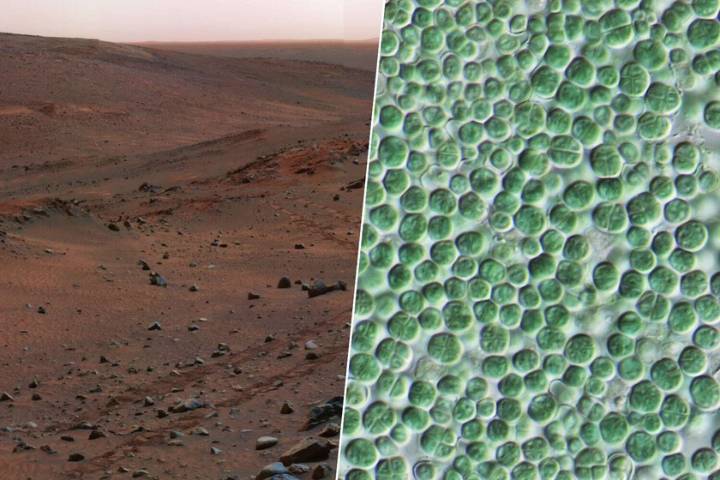 En nuestra obsesión por terraformar Marte, hemos encontrado dos bacterias: una crea cemento, la otra la protege