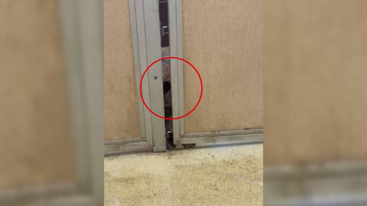 Colorado Shelter Dog’s Eyes Searching For Love Touch Thousands Beyond The Kennel Walls