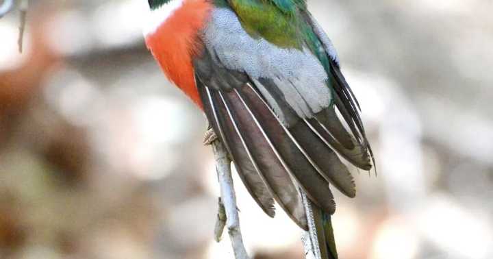 Madera Canyon’s elegant trogon gets new name